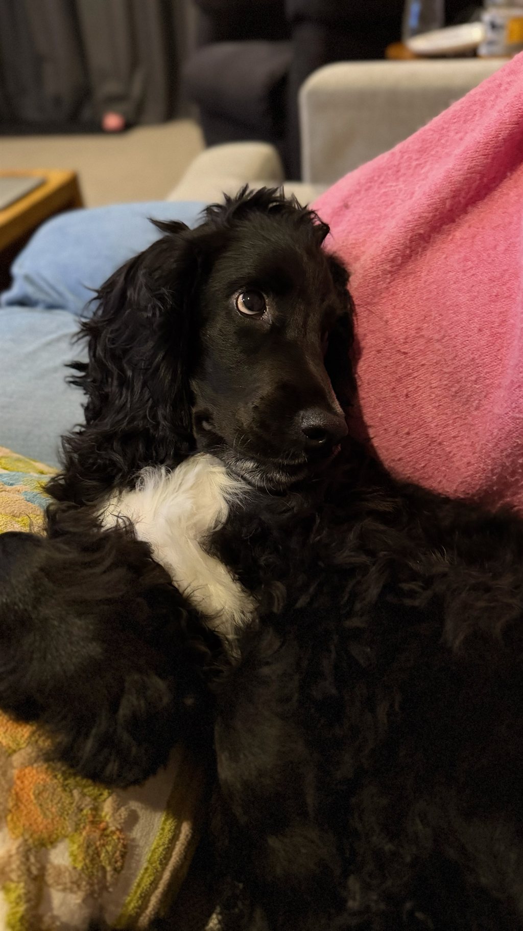 Hank the spaniel